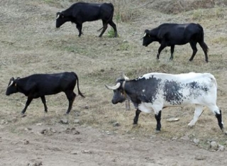  Nossa fazenda de gado